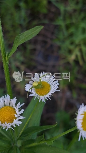 개망초,국화과,개망초속,annuus,daisy,데이지,꽃,거미,spider,민꽃게거미,곤충,insect