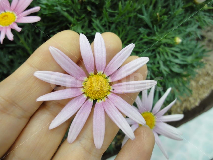 봄,봄꽃,spring,손끝에꽃,꽃사랑,꽃,flower,손,식물,자연,plants,nature,꽃,flower,연출,컨셉,콘셉,direction,concept