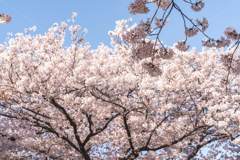 cherryblossom,봄,벚꽃,봄나들이,산책,힐링,파란하늘,파랑하늘,나무,blossom,flower,꽃,식물,plant,맑은하늘