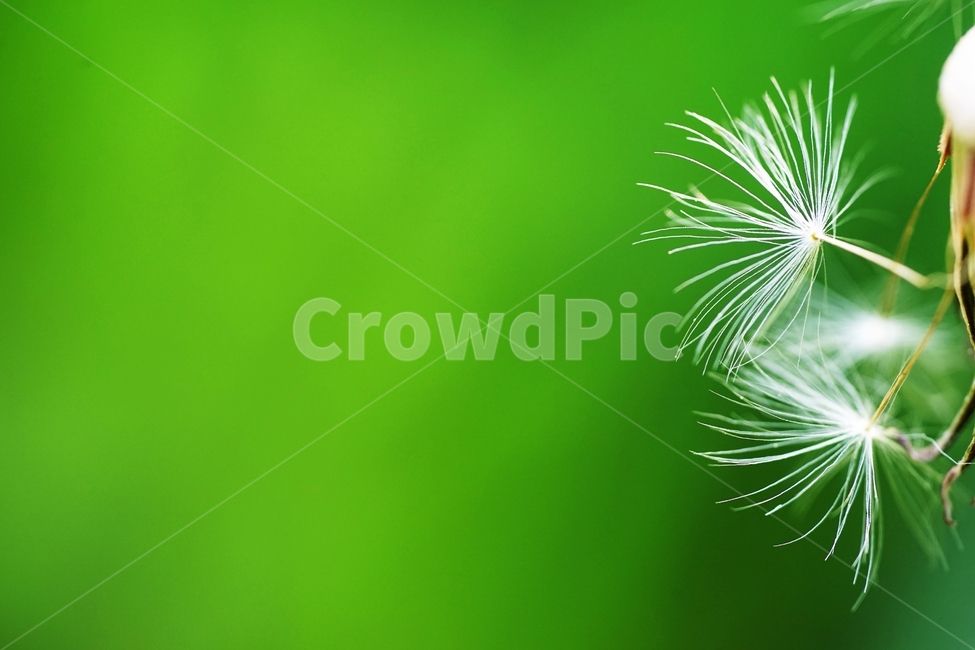 민들레,민들레홀씨,씨앗,봄,풀,식물,자연,plants,nature,꽃,flower
