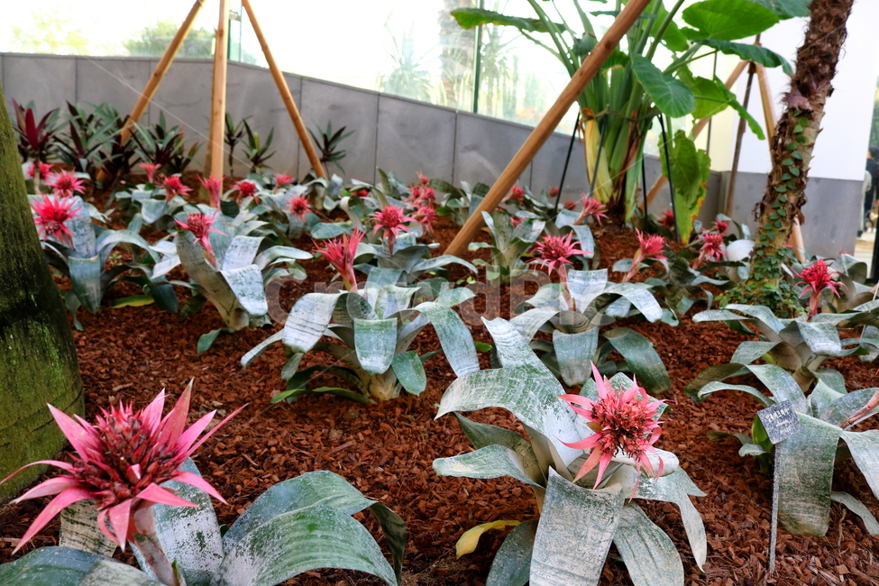 꽃,얼룩애크메아,파인애플과,식물,열대식물,자연,식물원,식물,자연,plants,nature,꽃,flower