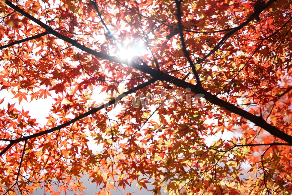 국내여행,내장산,단풍,풍경,햇살,가을,계절,fall,autumn,season,식물,자연,plants,nature,나무,trees,wood,plant,leaf,잎,tree,maple