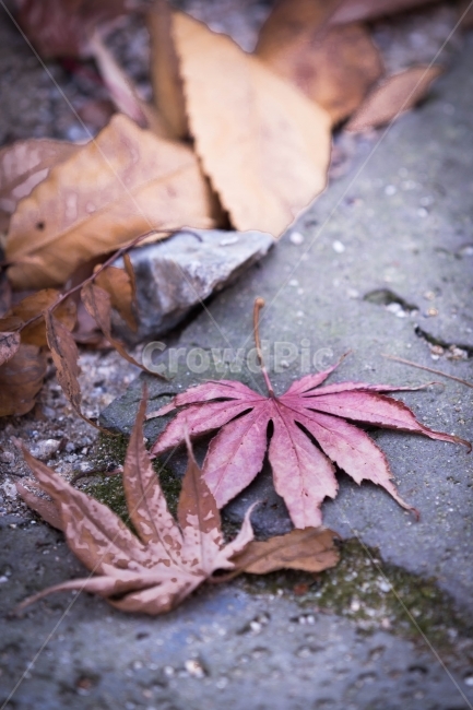 자연,계절,가을,낙엽,단풍,가을,계절,fall,autumn,season,식물,자연,plants,nature,plant,leaf,잎,tree,나무