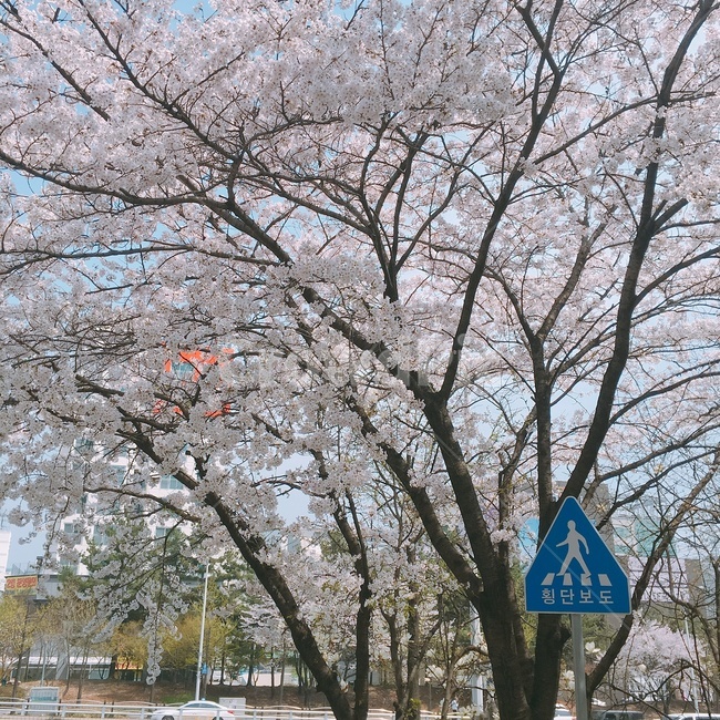 벚꽃,꽃,표지판,봄,나무