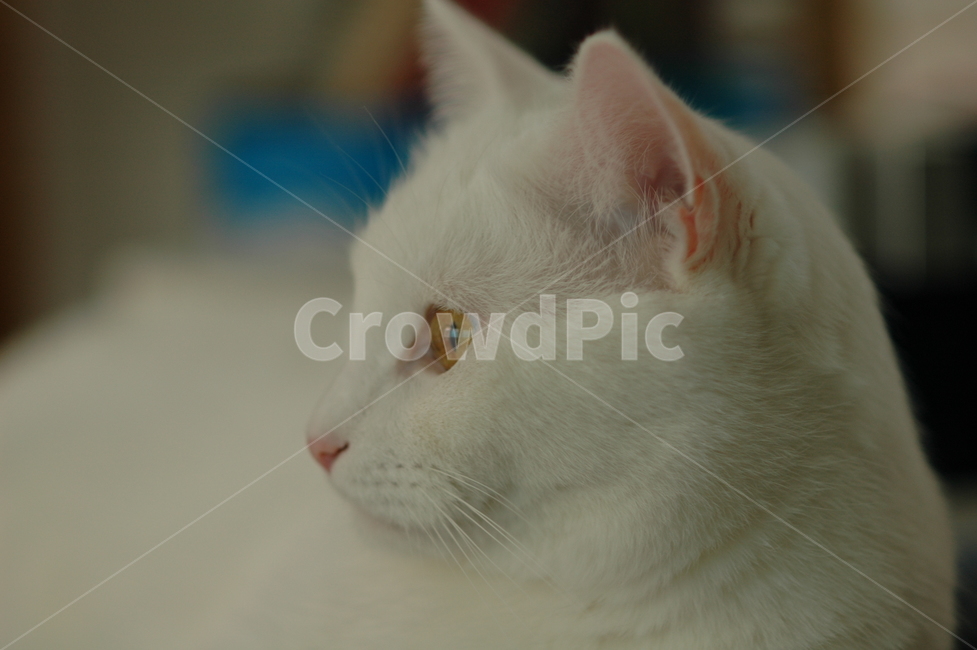 오드아이,고양이,터키쉬앙고라,흰색,애완동물,동물,반려동물,옆얼굴,측면