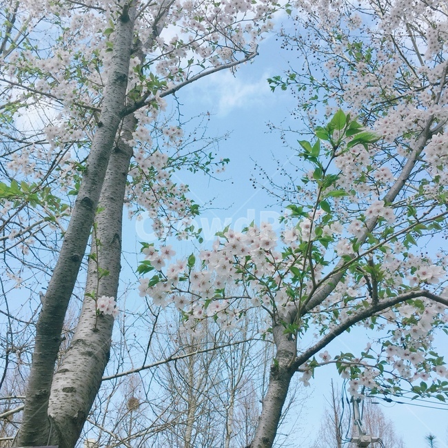 하늘,벚꽃,봄,풍경,푸르다,푸름,푸르르다,봄,계절,spring,season,식물,자연,plants,nature,꽃,flower,나무,trees,wood,plant,tree,tree trunk,나무 줄기