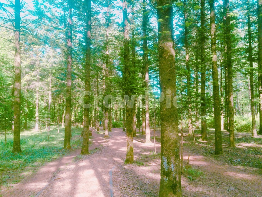 피톤치드,숲,산책,침염수,물무리골산책로