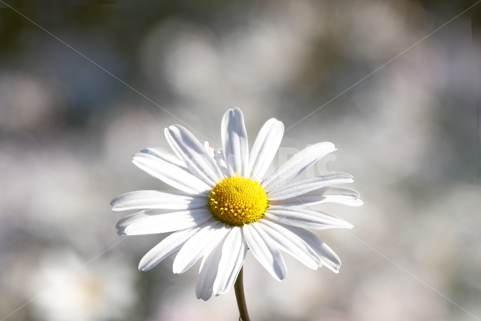 식물,plant,꽃,flower,구절초,가을,꽃밭,식물,자연,plants,nature,꽃,flower
