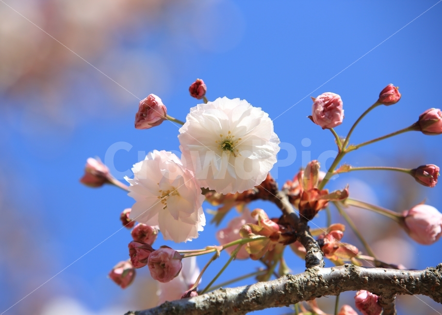 자연,풍경,식물,꽃,벚꽃,배경,사진,봄날,식물,자연,plants,nature,봄,계절,spring,season,꽃,flower,plant