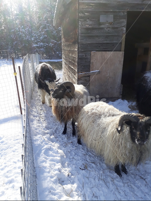 양떼,양농장,양목장,양치기,양털,눈,animal,동물,mammal,포유류,sheep,양,겨울,계절,winter,season,동물,animal,포유류,mammal
