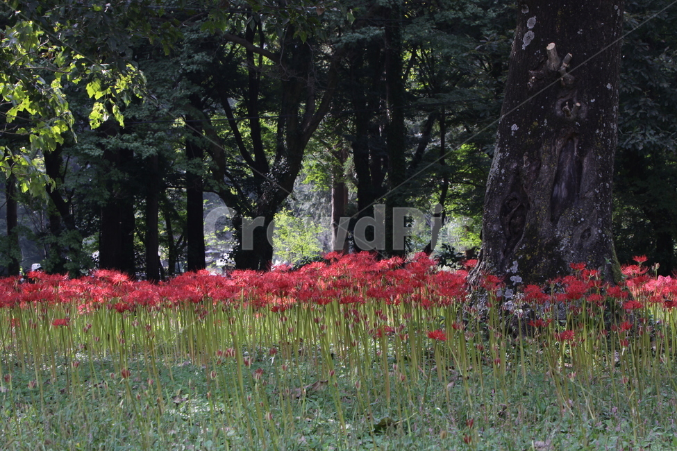 꽃무릇,만개,붉은꽃,석산,가을꽃,자연,풍경,nature,landscape,식물,plants,꽃,flower,plant,tree,나무