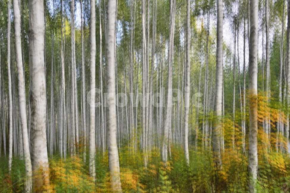 강원도,인제,자작나무,자작나무숲,자작나무가을,인제가을,자연,경치,경관,풍경,plant,식물,나무,vegetation,초목,틸팅,다중촬영,자연,풍경,nature,landscape