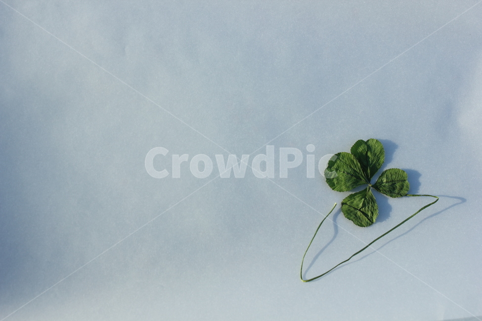 네잎클로버,fourleafclover,건조,dry,배경,식물,행운,lucky,마른잎,plant,background,초록,green,그림자,shadow,감성,mood,feeling