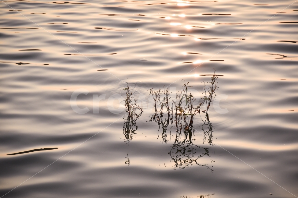 호수,수초,반영,강물,감성,강,물,햇빛,넘실,바다,LAKE,REFLECTION,WATER,RIVER,SUN,SUNLIGHT,감성,sensible,feeling,휴식,힐링,rest,relaxation,healing