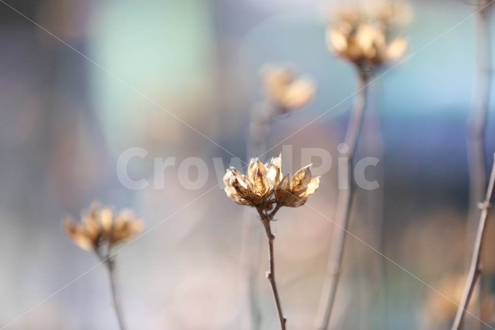 열매껍질,열매,겨울,식물,방사선,식물,자연,plants,nature,꽃,flower,감성,sensible,feeling