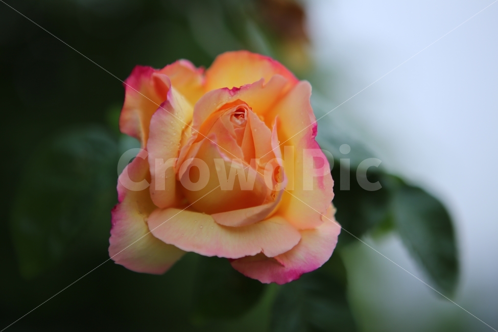 꽃,장미,한송이,향기,노랑장미,식물,자연,plants,nature,꽃,flower