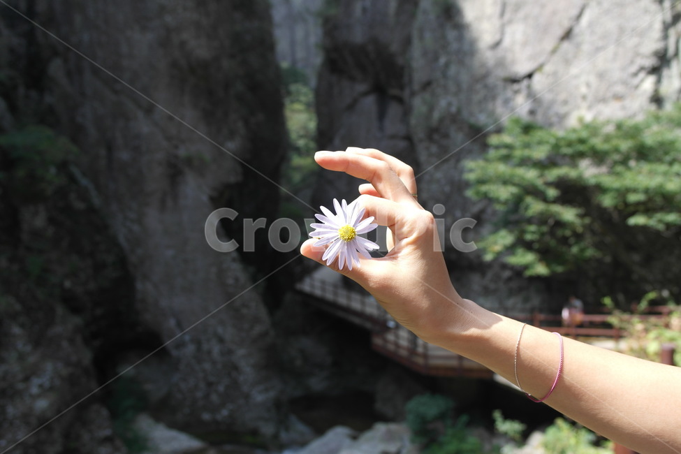 주왕산,손가락,꽃,finger,자연,식물,자연,plants,nature,꽃,flower