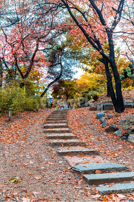 가을,낙엽,단풍,경내,사찰,가을,계절,fall,autumn,season,자연,풍경,nature,landscape,ground,바닥,tree,나무,plant,식물,tree trunk,나무 줄기