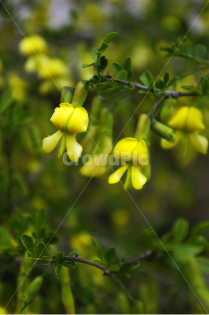 꽃,flower,계절,봄,spring,식물,plant,자연,nature,식물,자연,plants,nature,꽃,flower