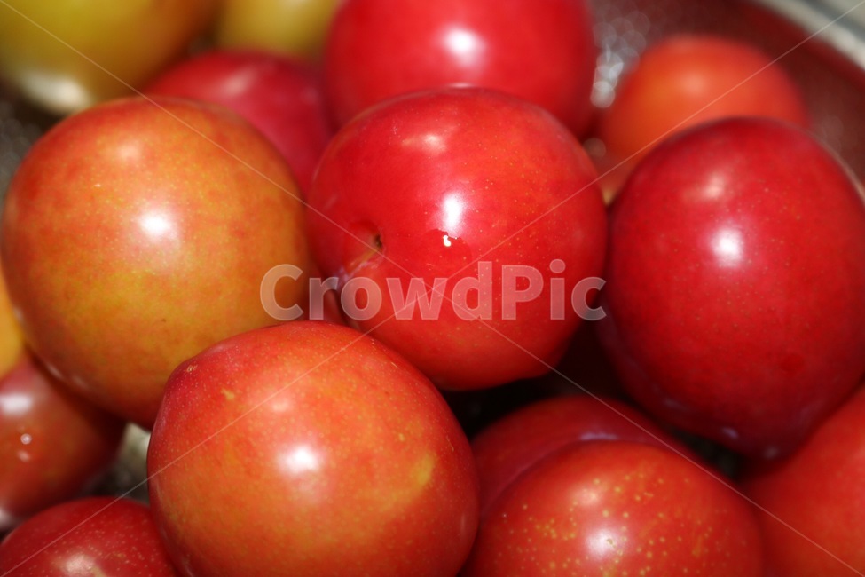 과일,여름,자두,빨강,열매,fruit,summer,plum,red,kudamono,natsu,sumomo,aka,zitsu,과일,열매,fruit