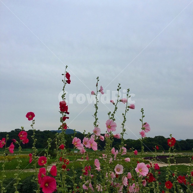 무궁화,꽃,flower,plant,식물,줄기,꽃줄기,자연,nature