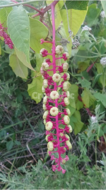 자리공,다년생초본,장녹,상륙,이판화,관상용,야생식물,식물,자연,plants,nature