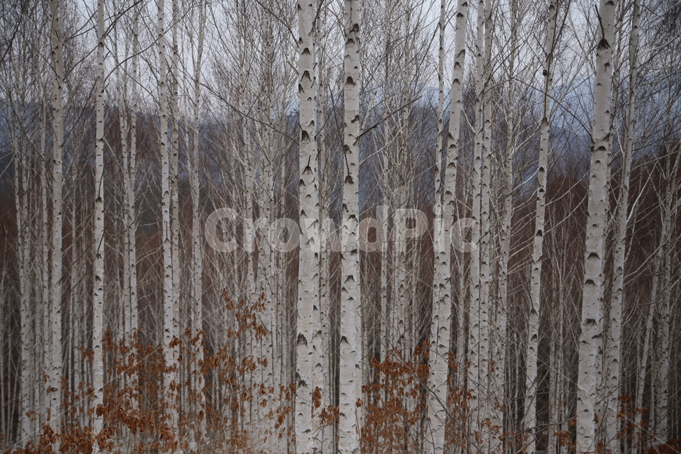 자작나무,나무,원대리,인제,강원도,풍경,자연,겨울,계절,winter,season,식물,자연,plants,nature,나무,trees,wood