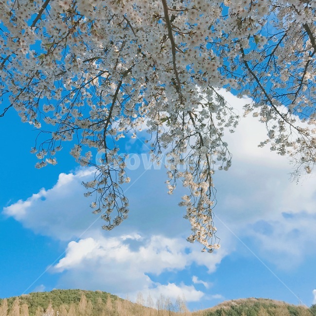 나무,tree,식물,plant,벚꽃,산,하늘,cherryblossom