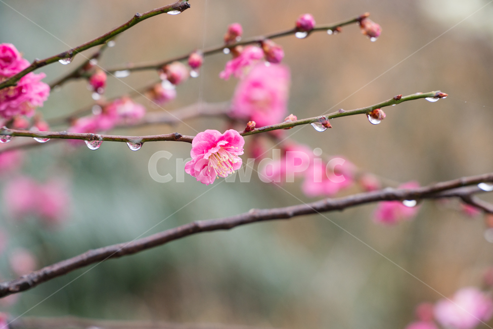초봄,매화,꽃,봄,봄꽃,아름다움,감성,봄,계절,spring,season,식물,자연,plants,nature,꽃,flower,plant,blossom