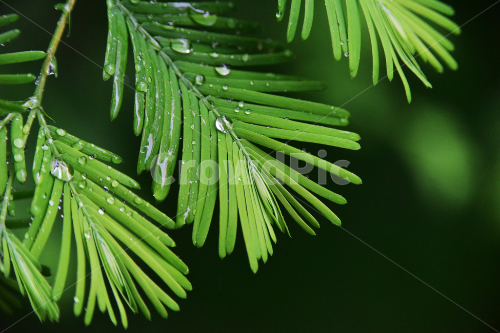 나무,이슬,빗물,초록,자연,힐링,배경,백그라운드,nature,background,rain,식물,잎,비,야외,plants,식물,자연,plants,nature