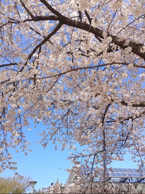 blossom,꽃,식물,벚꽃,flower,봄,계절,spring,season