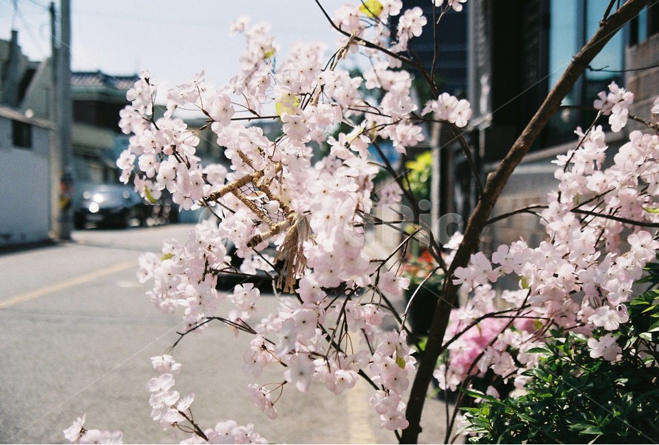 벚꽃,봄,나무,cherryblossom,분홍색,봄,계절,spring,season,식물,자연,plants,nature,꽃,flower,감성,sensible,feeling,plant,blossom,cherry blossom