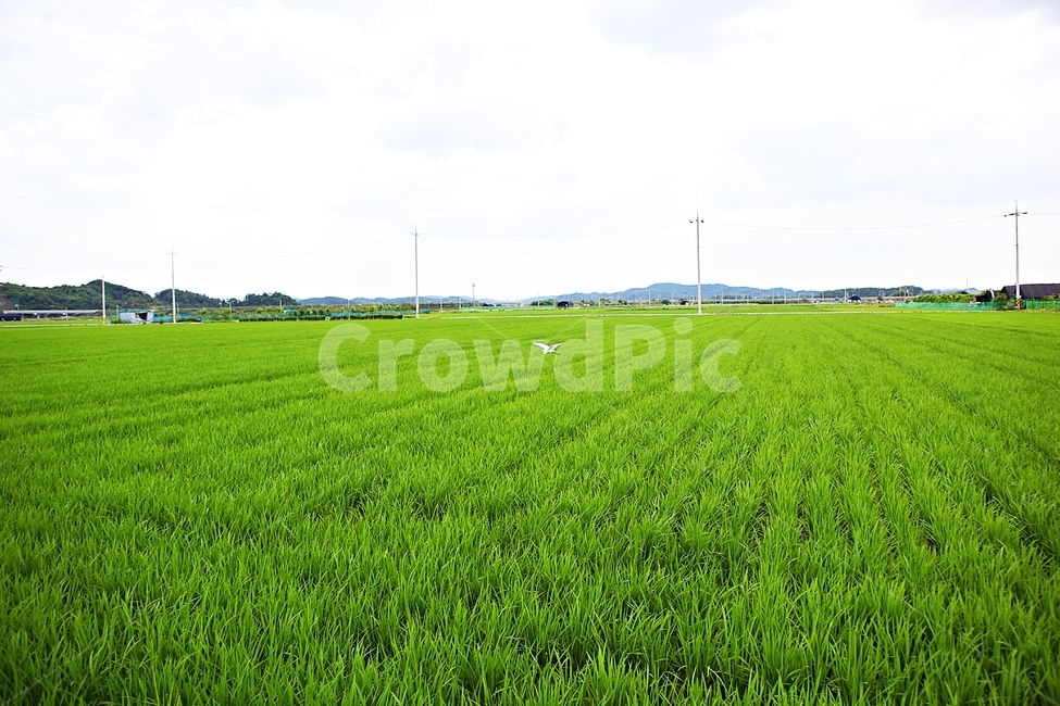 벼,논,농사,쌀,자연,풍경,자연,풍경,nature,landscape,한국자연풍경,한국자연경관,korea nature landscape,시골,마을,country,rural,town,field,들,grassland,목초지,outdoors,옥외,농촌,farm,농장