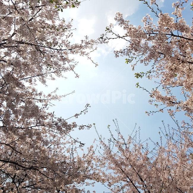 벚꽃,꽃,하늘,구름,벚꽃놀이,봄꽃,벚꽃만발,벚꽃만개,봄,계절,spring,season,blossom,cherry blossom,flower,plant,식물