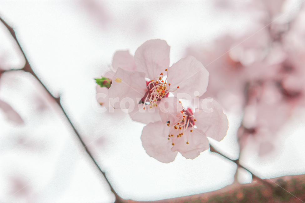 봄,벚꽃,매화,꽃,분홍,핑크,색깔,색감,색상,spring,cherryblossom,blossom,flower,pink,color,봄,계절,spring,season,식물,자연,plants,nature,꽃,flower