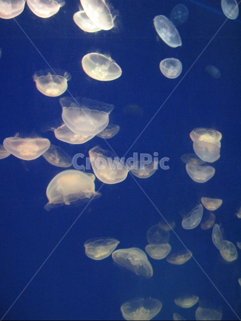 블루,해파리,수족관,해양생물,jellyfish