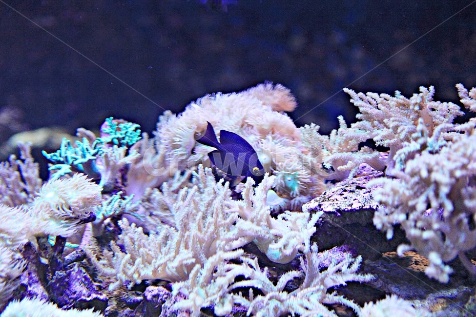 물고기,아쿠아리움,수족관,물,어패류,동물,animal,어류,물고기,fish