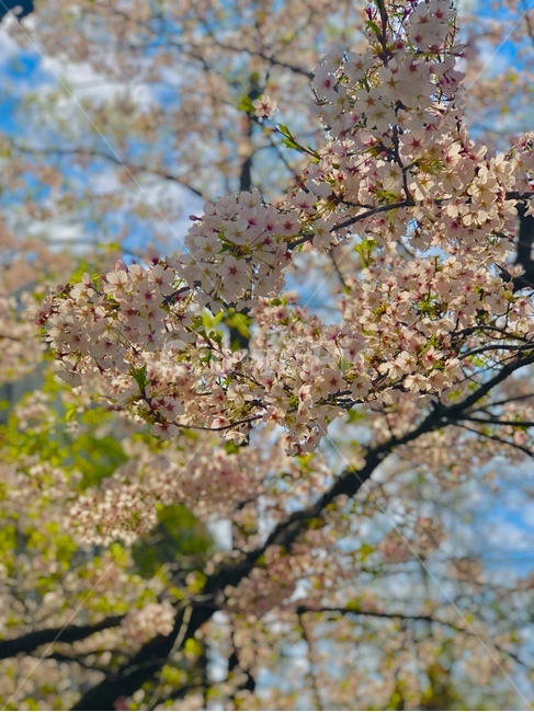 벚꽃,봄,꽃,spring,flower,cherryblossom,桜,분홍색