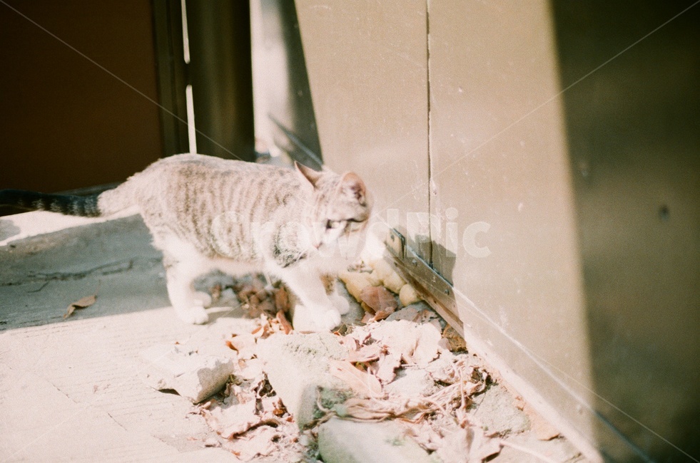 고양이,동물,반려묘,가족,필름사진,따뜻한,햇살,자연,감성사진,cat,love,family,film,warm,sunshine,nature,animal,동물,animal,포유류,mammal,고양이,cat,kitten,kitty