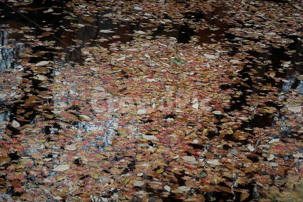 가을,단풍,낙엽,season,autumn,fall,자연,계절,풍경,감성,서정,물,가을,계절,fall,autumn,season,자연,풍경,nature,landscape,leaf,잎,plant,식물
