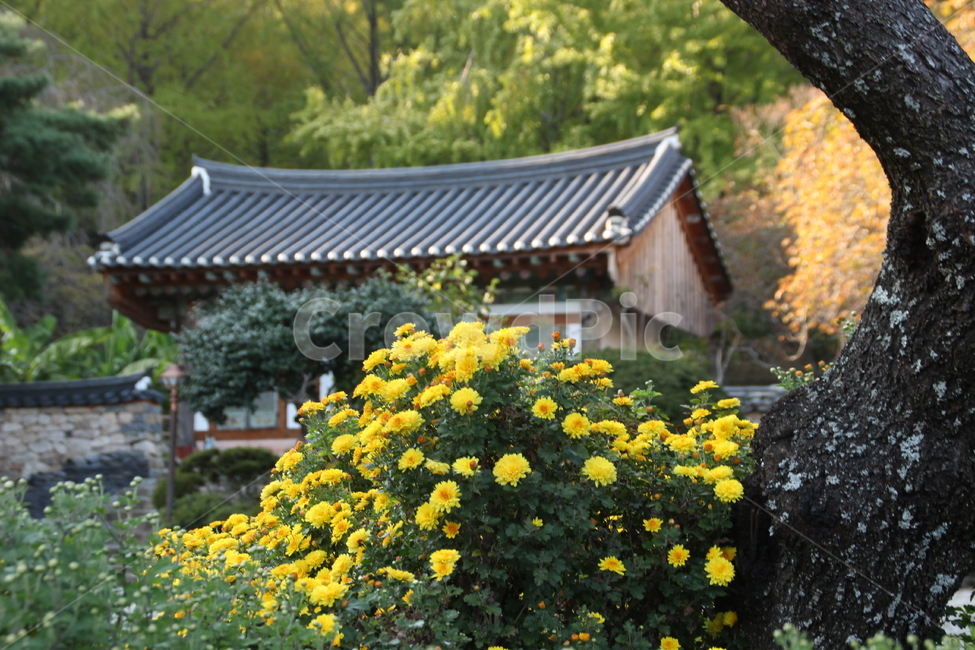 선암사,풍경,가을,낙엽,돌담장,담장,기와,산사,산지승원,절,사찰,불교,템플스테이,기도,유네스코,세계문화유산,국화,소국,꽃,한국전통,한국문화,korean traditional,korean culture,건축물,건물외관,exterior,building,structure,architecture,construction