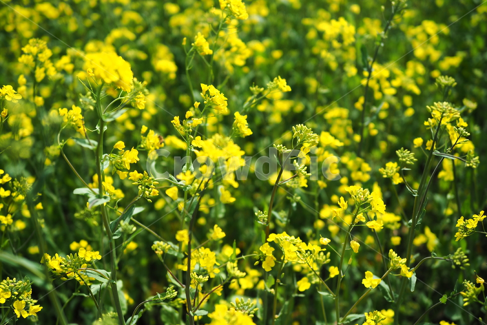 봄,새싹,풀잎,유채꽃,휴식,여유,시선,초록,spring,bud,rest,green,봄,계절,spring,season,식물,자연,plants,nature,꽃,flower