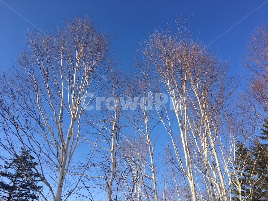 겨울나무,나무,하늘,파란,앙상한,겨울풍경,풍경,일본,삿포로,winter,blue,tree,sky,겨울,계절,winter,season,자연,풍경,nature,landscape,plant,식물