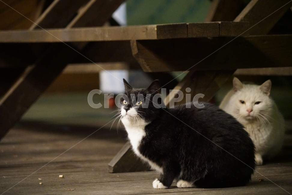 고양이,길고양이,검은고양이,야생,동물,바탕화면,배경화면,포유류,동물,animal,포유류,mammal,고양이,cat,kitten,kitty