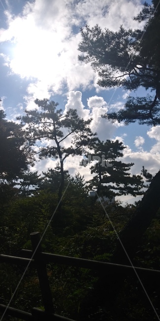 햇빛,햇살,빛,나무,하늘