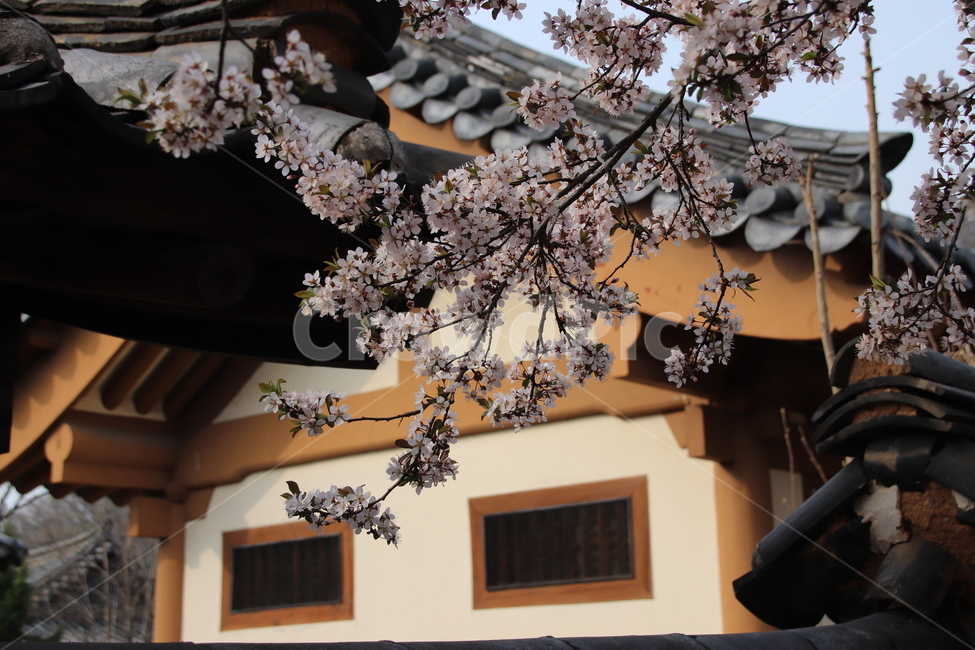 벚꽃,꽃,벚꽃나무,풍경,봄,봄,계절,spring,season,한국전통,한국문화,korean traditional,korean culture,식물,자연,plants,nature,꽃,flower,plant,blossom