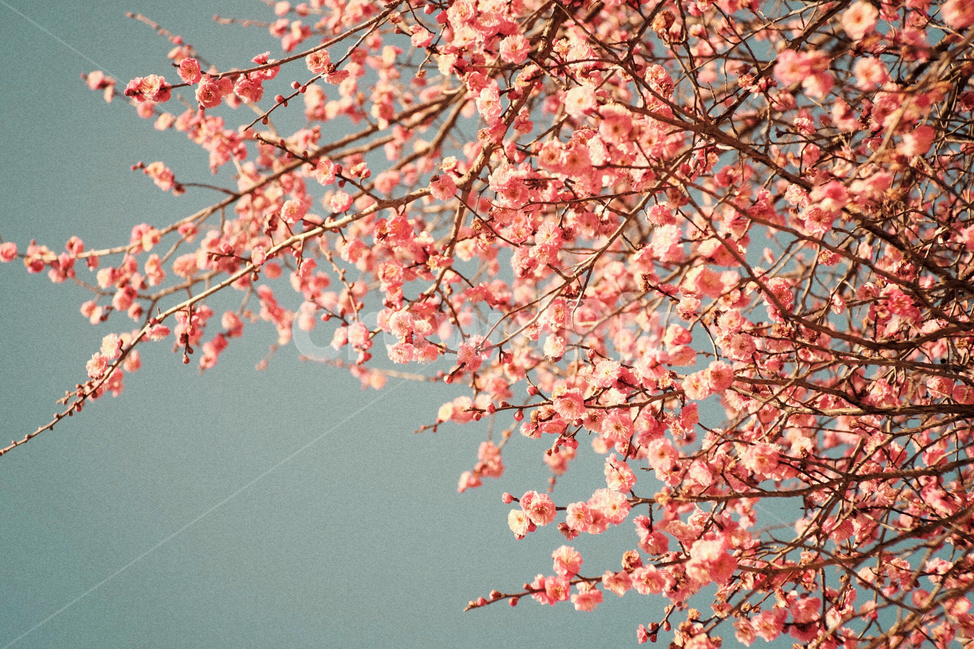꽃,매화,홍매화,분홍색,하늘,식물,자연,flower,pink,sky,nature,plant,식물,자연,plants,nature,꽃,flower,감성,sensible,feeling,색깔,색상,색채,색감,color sense,color sensitivity,feeling of color
