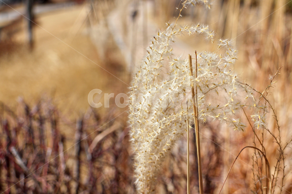 갈대,공원,가을,겨울,마른풀,자연,가을,계절,fall,autumn,season,식물,자연,plants,nature,grass,잔디,plant