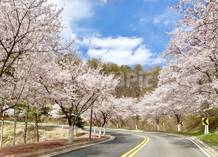 봄,벚꽃,벚꽃길,꽃,꽃길,하늘,파란하늘,spring,flower,cherryblossom,plant,blossom,식물