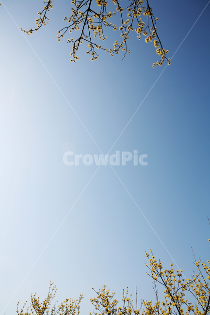 산수유,파란하늘,봄,힐링,꽃,노란꽃,식물,자연,spring,plant,yellow,korea,감성사진,sky,flower,blossom,season